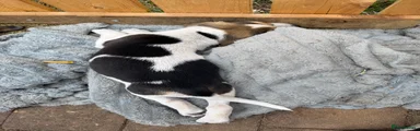 Beagle 7