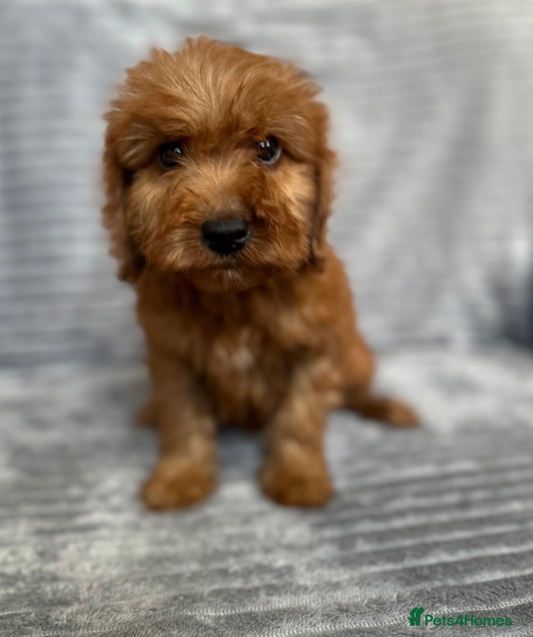 Cockapoo dogs for sale: Adorable Cockapoos looking for forever homes - Image 30