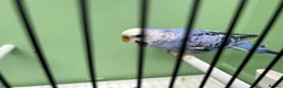 Budgerigars birds for sale: Budgies for Sale  - Advert 7