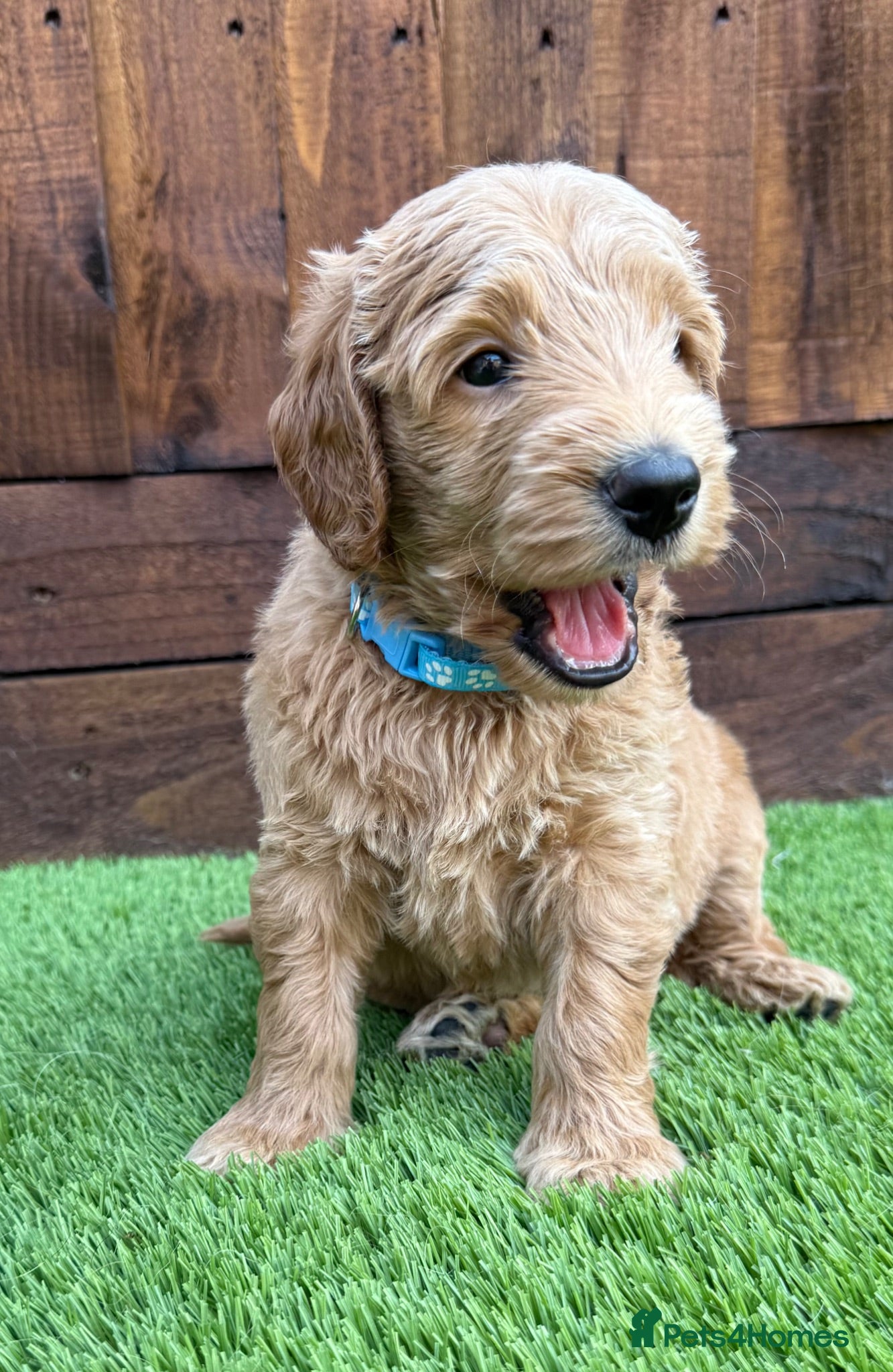 Double Doodle dogs Sunning littler of Australian Double Doodles  - Advert 1
