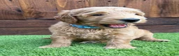 Double Doodle dogs for sale: Sunning littler of Australian Double Doodles  - Advert 3