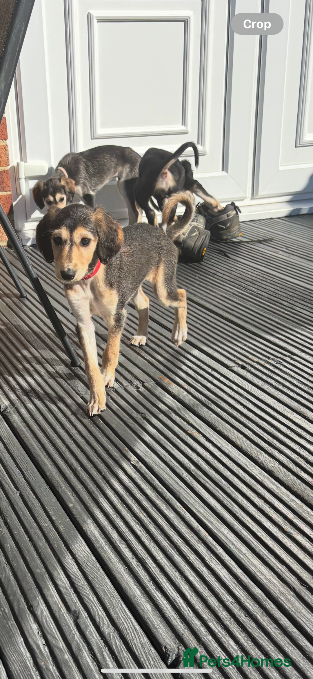 Saluki dogs for sale: Stunning Saluki puppies - Image 5