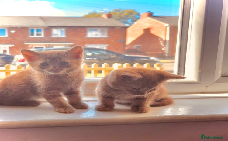 Mixed Breed cats - Advert 5