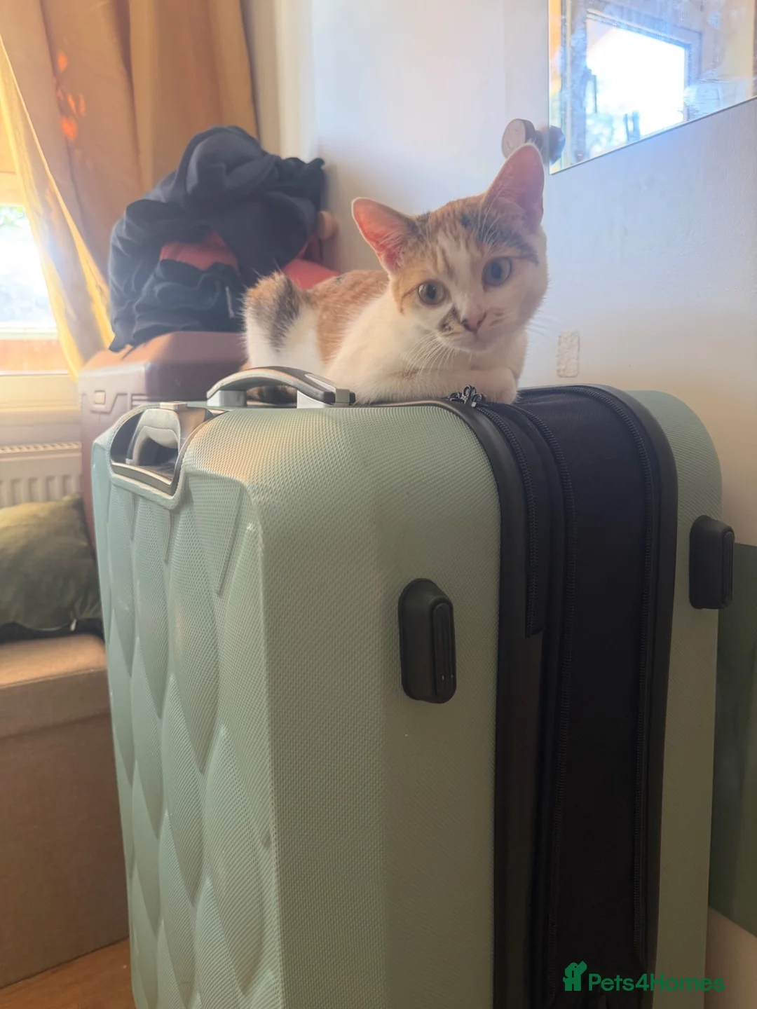 Mixed Breed cats for sale: Cute kitten needs new home in Uxbridge - Advert 2