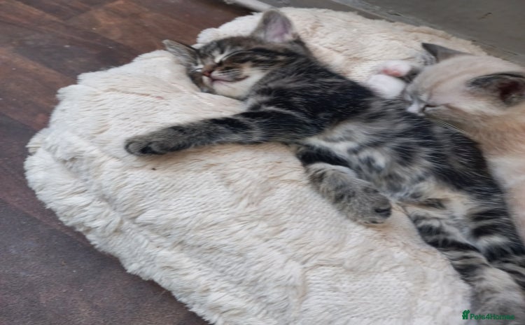 Mixed Breed cats - Advert 14
