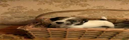Jack Russell dogs for sale: Traditional Jack Russell terrier pups in Whitchurch - Advert 10