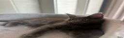 Maine Coon cats for sale: Stunning Maine Coon Litter Of Kittens  - Advert 12