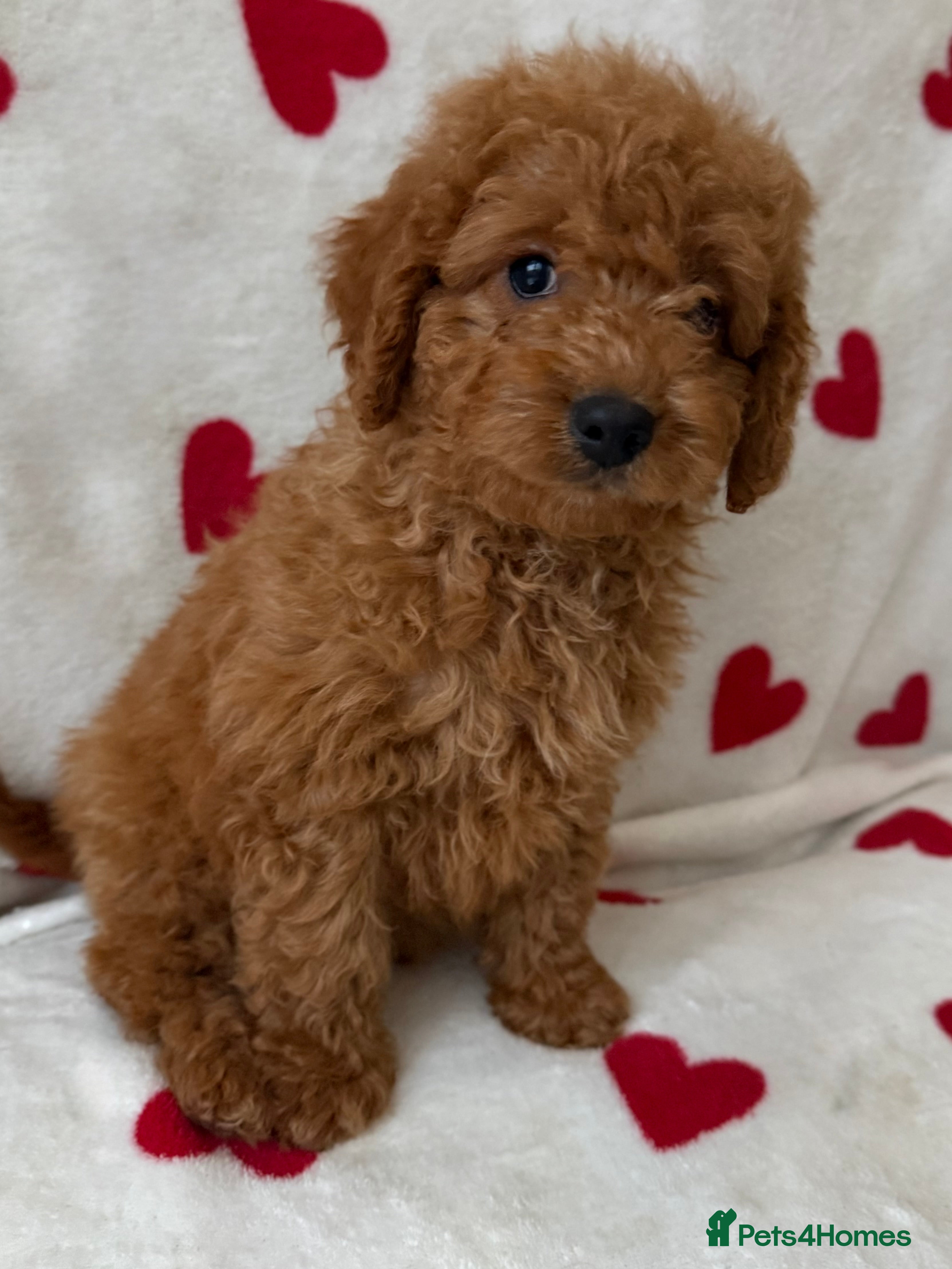 Cavapoo dogs Adorable Cavapoo Puppies READY TO GO - Advert 7