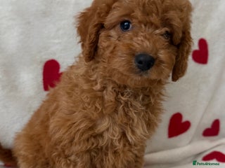 Cavapoo dogs Adorable Cavapoo Puppies READY TO GO - Advert 7