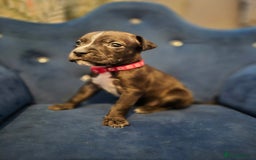 Mixed Breed dogs for sale: Mum-STAFF DAD-CANECORSO - Image 6