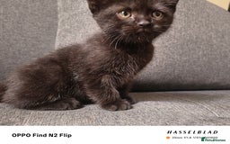 Scottish Fold cats for sale: Scottish fold kittens - Image 12
