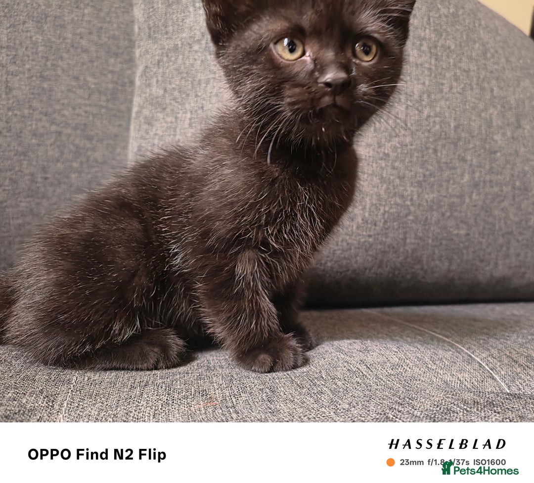 Scottish Fold cats for sale: Scottish fold kittens - Image 12
