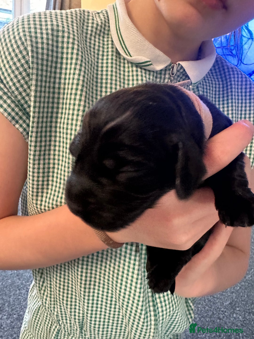 Cocker Spaniel dogs for sale: Beautiful Cocker Spaniel Puppies - Image 24