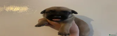 German Shepherd 1