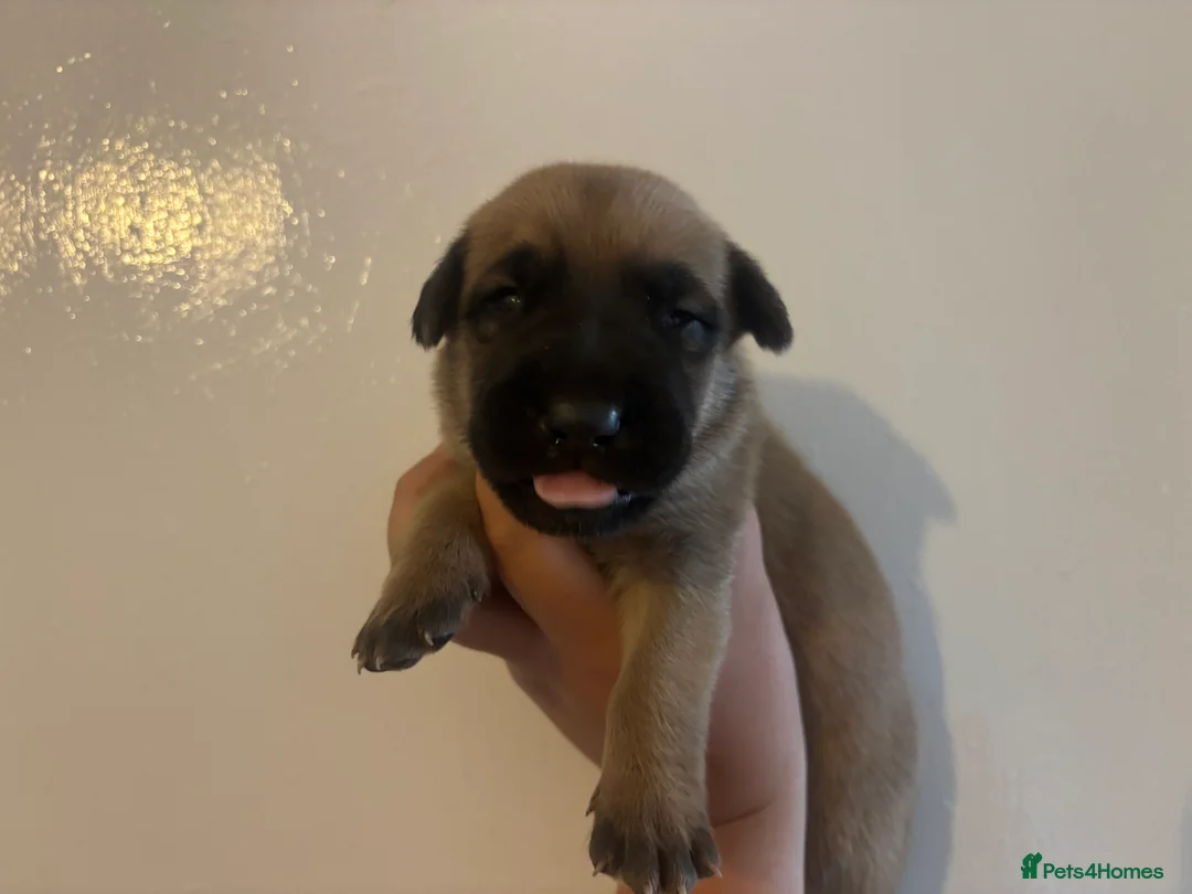German Shepherd dogs for sale: Dutch X German Shepherd pups in London - Advert 13