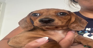 Dachshund dogs - Advert 10
