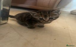 Persian cats for sale: Part pursian kittens for sale  - Image 1
