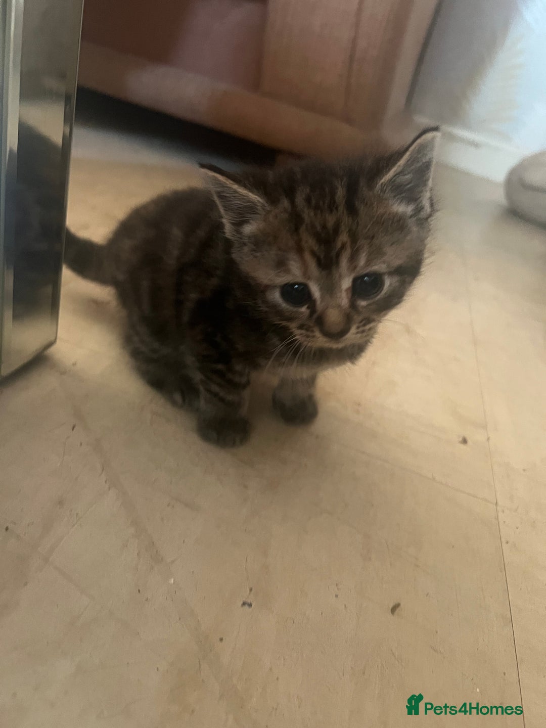 Persian cats for sale: Part pursian kittens for sale  - Image 1