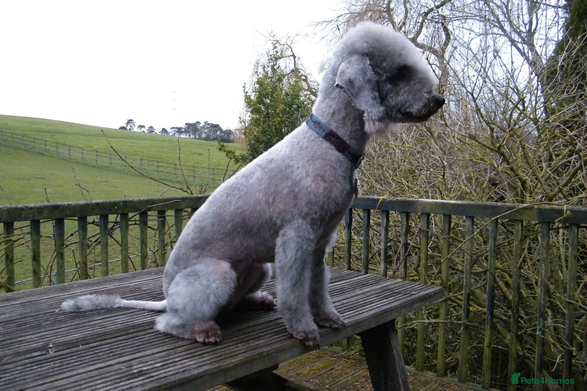 Bedlington Terrier dogs Bedlington Whippet Puppies - Advert 2