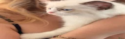Ragdoll cats for sale: Last remaining Female Ragdoll GCCF Kitten - Advert 34