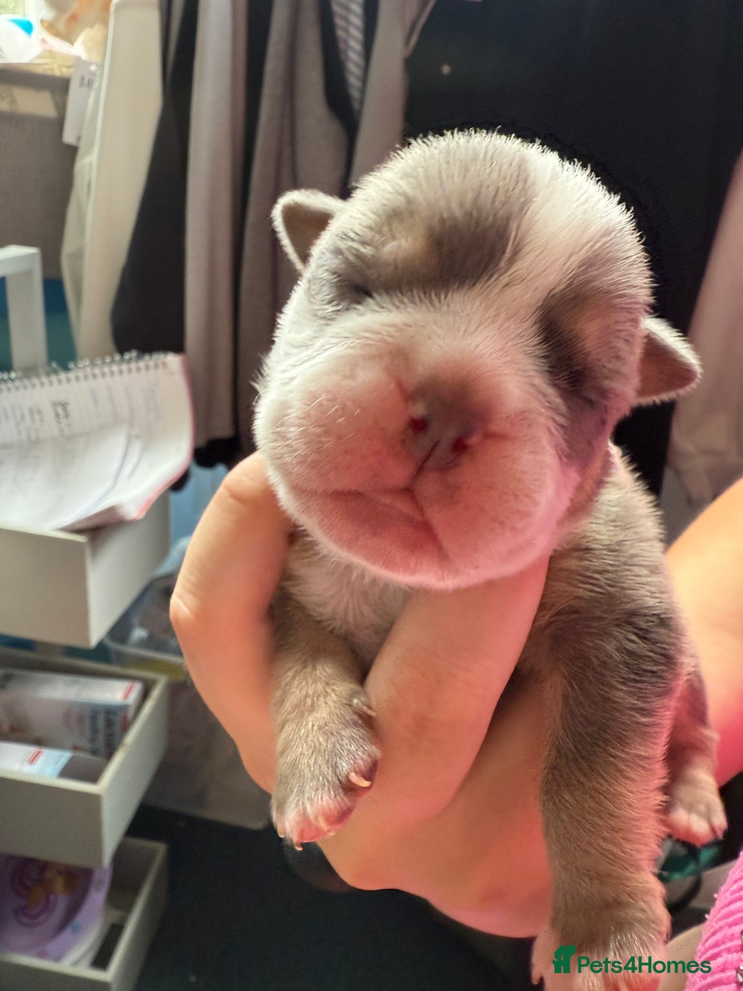 Mixed Breed dogs for sale: Old Tyme bulldogs f1  - Image 9