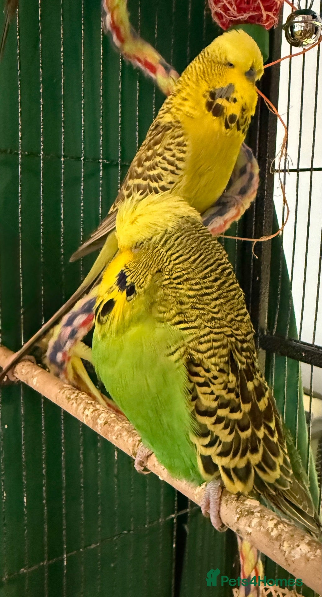 Budgerigars birds Pair young budgies 10 weeks old Runcorn - Advert 1