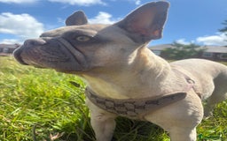 French Bulldog dogs for sale: Little Nala Bear looking for her New home  - Image 4