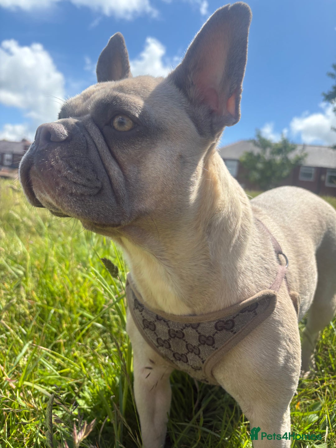 French Bulldog dogs for sale: Little Nala Bear looking for her New home  - Image 4