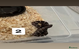Corn Snake reptiles for sale: Baby corn snakes  - Image 2