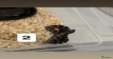Corn Snake reptiles - Advert 15
