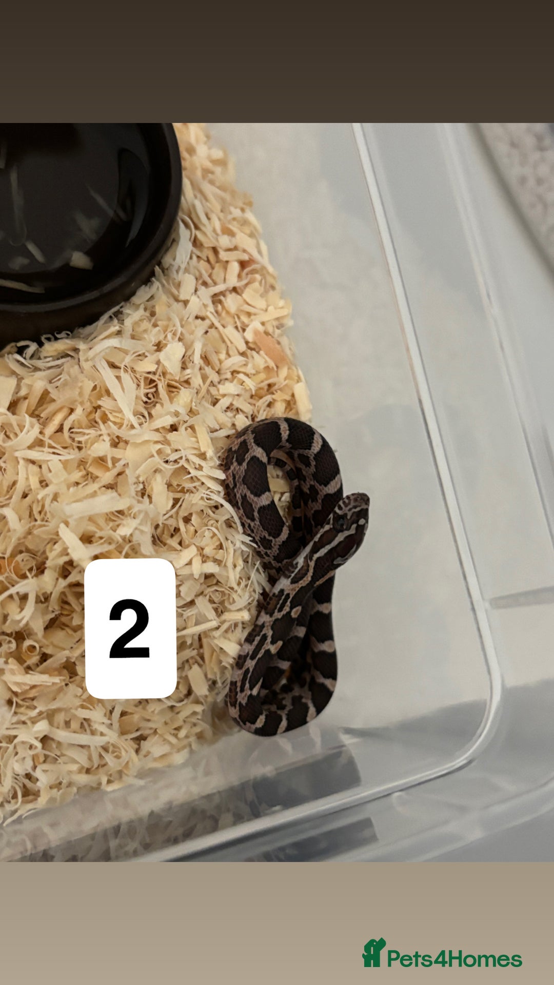 Corn Snake reptiles for sale: Baby corn snakes  - Image 2