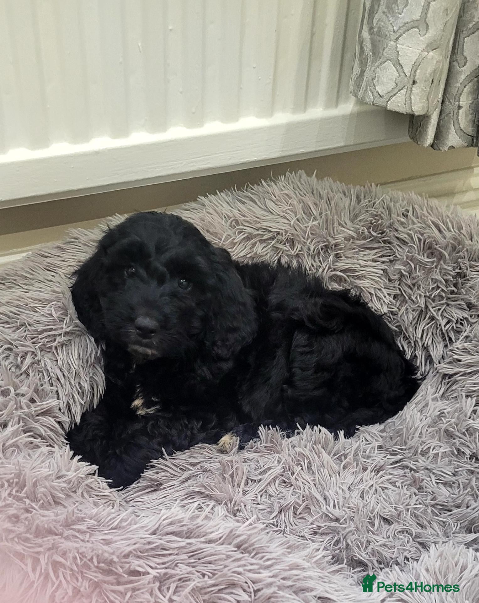 Cockapoo dogs F1 Cockapoo puppies PRA CLEAR Red - Advert 2