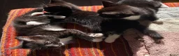 Mixed Breed cats for sale: Adorable kittens  - Advert 9