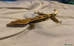 Gecko reptiles for sale: Created gecko  - Image 6