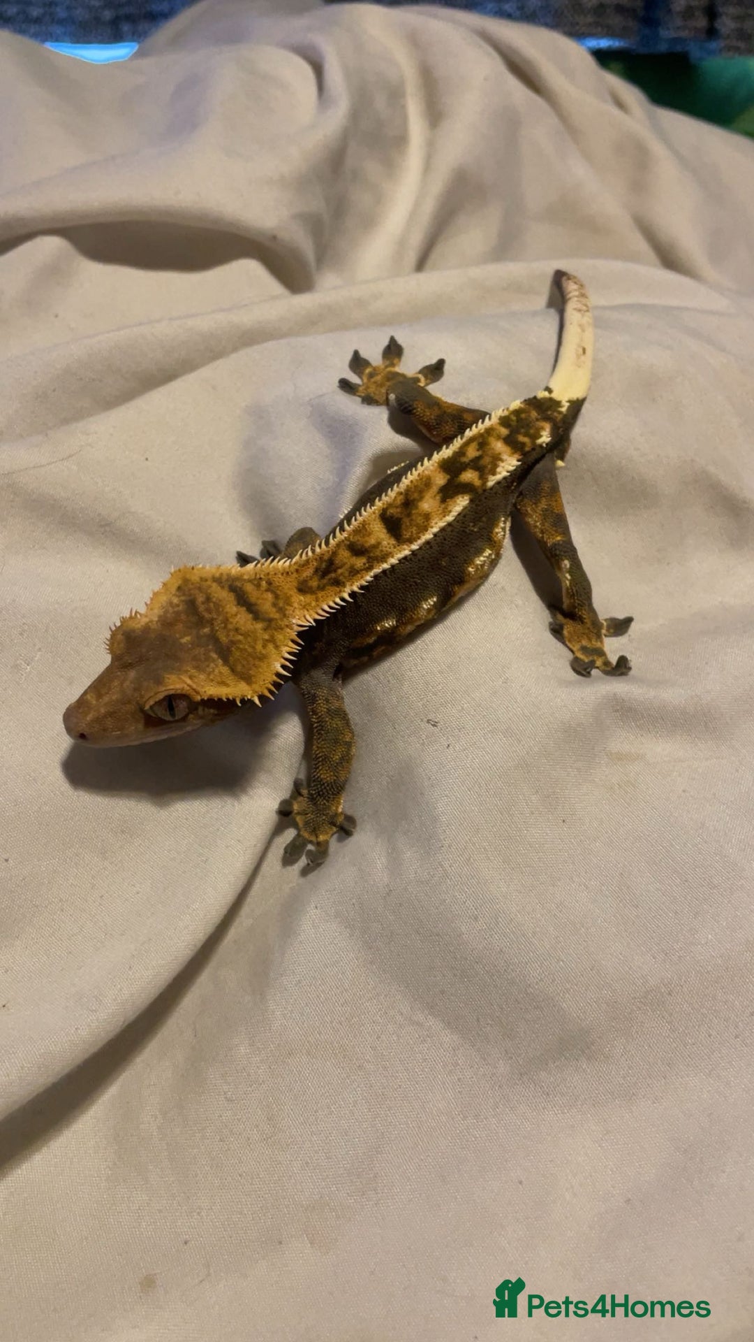 Gecko reptiles for sale: Created gecko  - Image 6