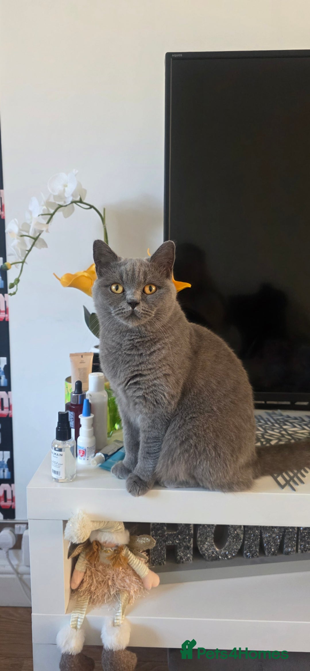 British Shorthair cats for sale: British ShortHair 🐈‍⬛ - Advert 15