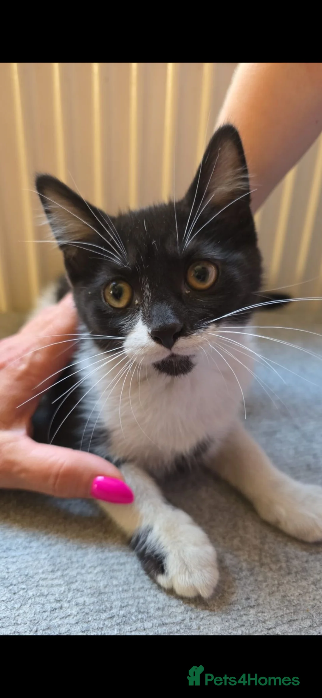 Mixed Breed cats for sale: 3 kittens for sale  in Southampton - Advert 1