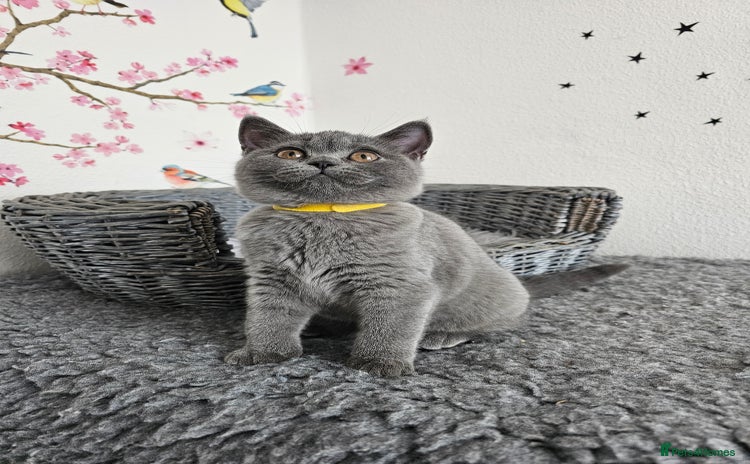 British Shorthair cats - Advert 11