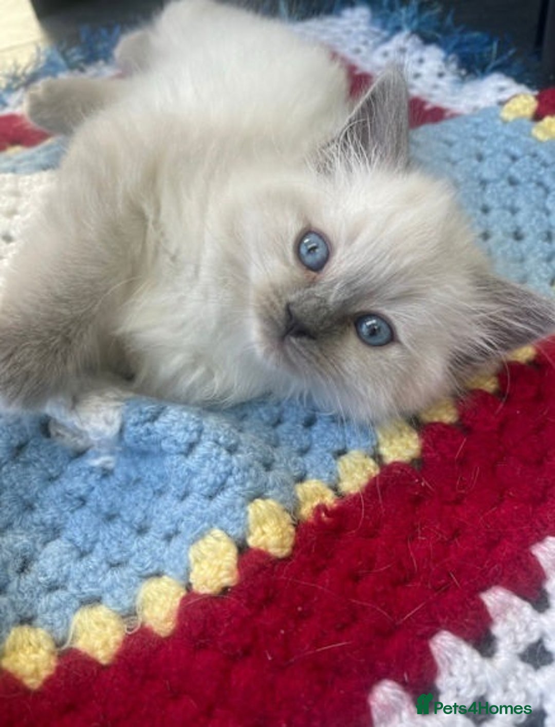 Ragdoll cats for sale: **Stunning pure bred ragdoll kittens*for*sale - Image 4