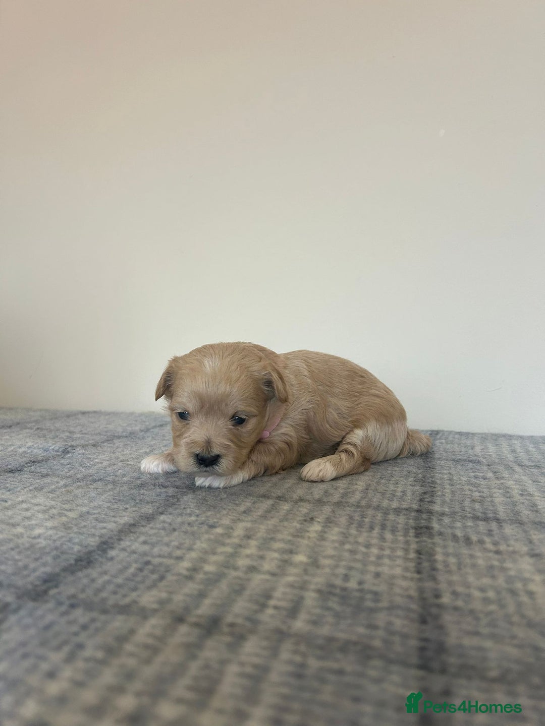 Maltipoo dogs for sale: Gorgeous f1 maltpoos health tested parents  - Image 11