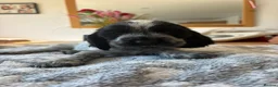 Cocker Spaniel dogs for sale: Beautiful Blue Roan Cocker Spaniel Bitch  - Advert 5