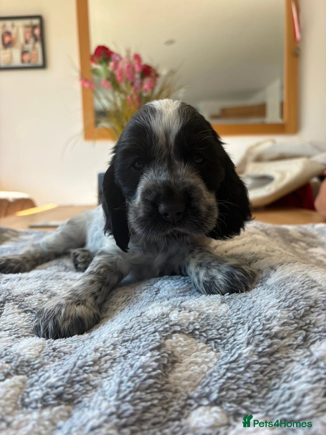 Cocker Spaniel dogs for sale: Beautiful Blue Roan Cocker Spaniel Bitch  - Advert 5