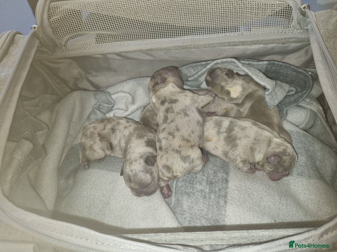 French Bulldog dogs for stud: Amazing merle male for stud - Image 10