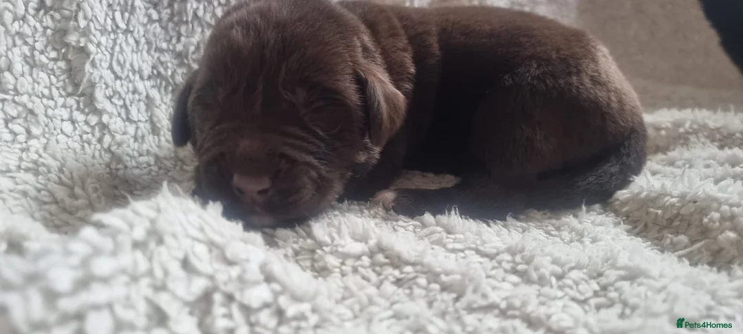 Mixed Breed dogs for sale: Newfador lab x newfie - Advert 2