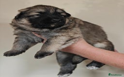 German Shepherd dogs for sale: Long coated litter of GVW GSD pups - Image 8