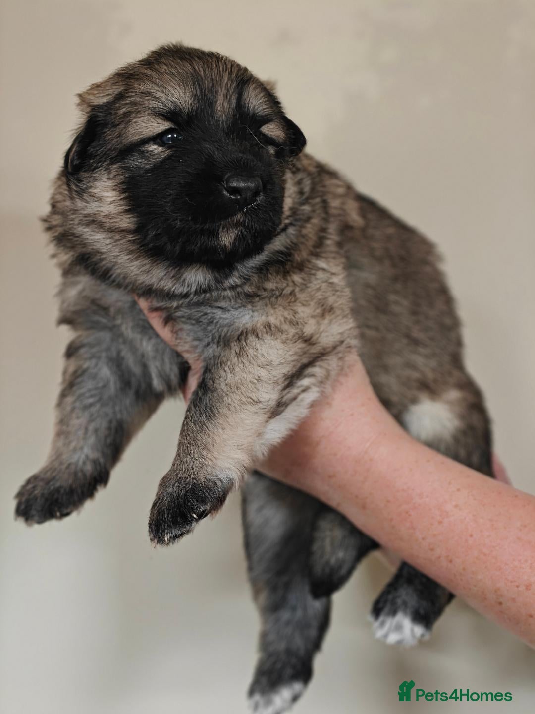 German Shepherd dogs for sale: Long coated litter of GVW GSD pups - Image 8