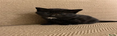 Black longhaired females