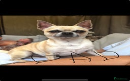 Chihuahua dogs for stud: 🌟 Proven Stud Available – Handsome 2 Year Old Boy - Image 4