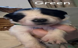 Border Collie dogs for sale: 10 beautiful chunky Border Collies - Image 5