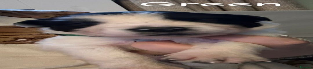 Border Collie Puppy 4